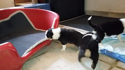 chiots Hunic 25 jours