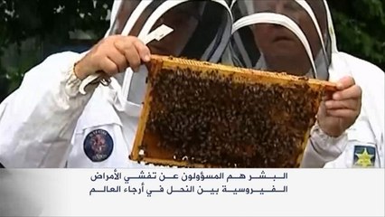 البشر مسؤولون عن تفشي الأمراض الفيروسية بين النحل
