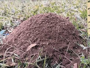 Making a cast of a fire ant colony with molten aluminum
