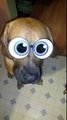 大きな眼リップsmacking子犬