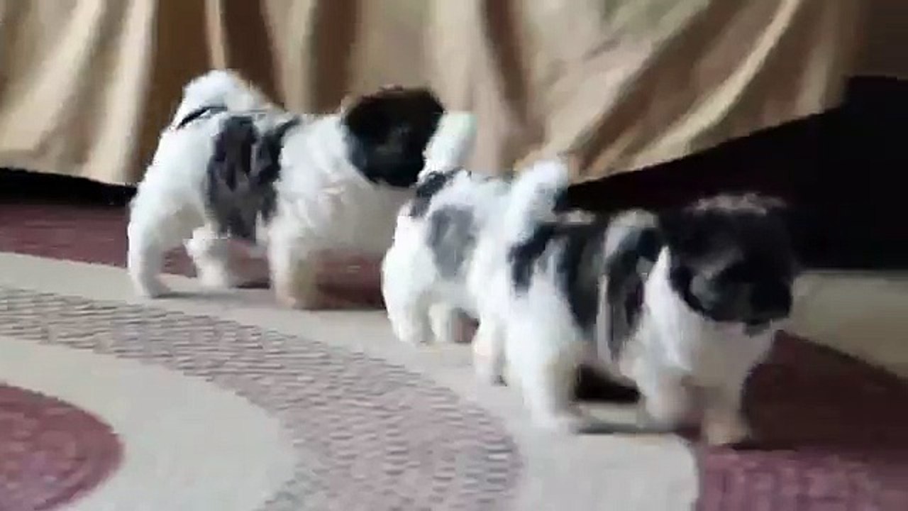 Havanese Puppies For Sale