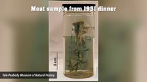 Was Mammoth Served At A Famous Dinner Party In 1951?