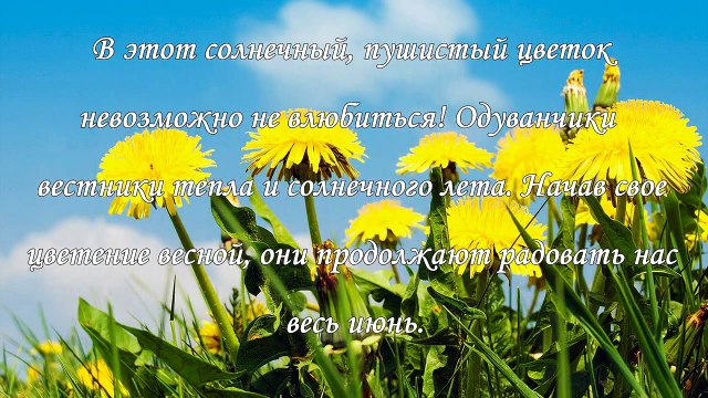 Магические свойства одуванчика, растение на все случаи жизни