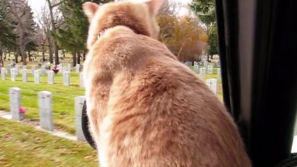 Daredevil Cat Rides On Hood Of Car