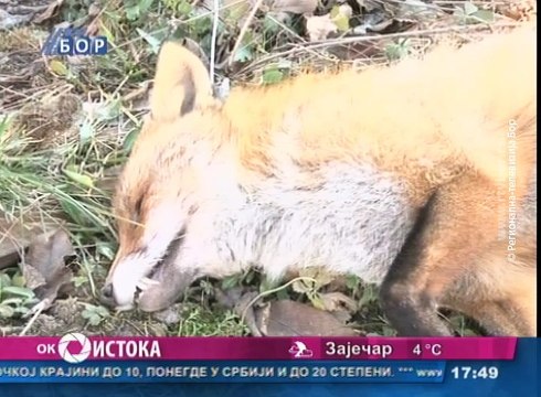 Oko istoka, 08. februar 2016. (RTV Bor)