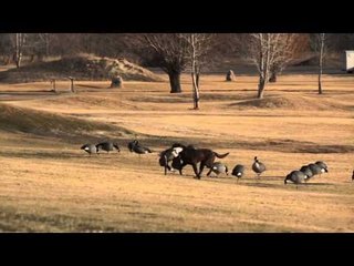 SportingDog Adventures - Falling Skies