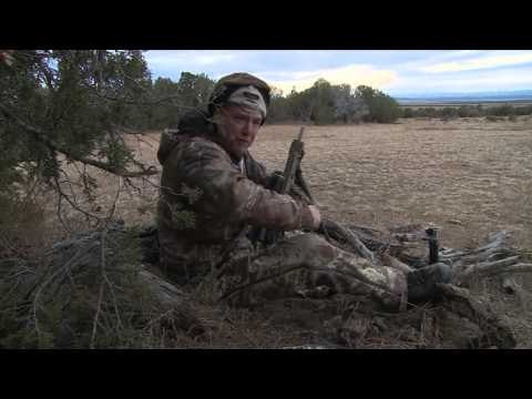 Predator Nation - Cats and Dogs