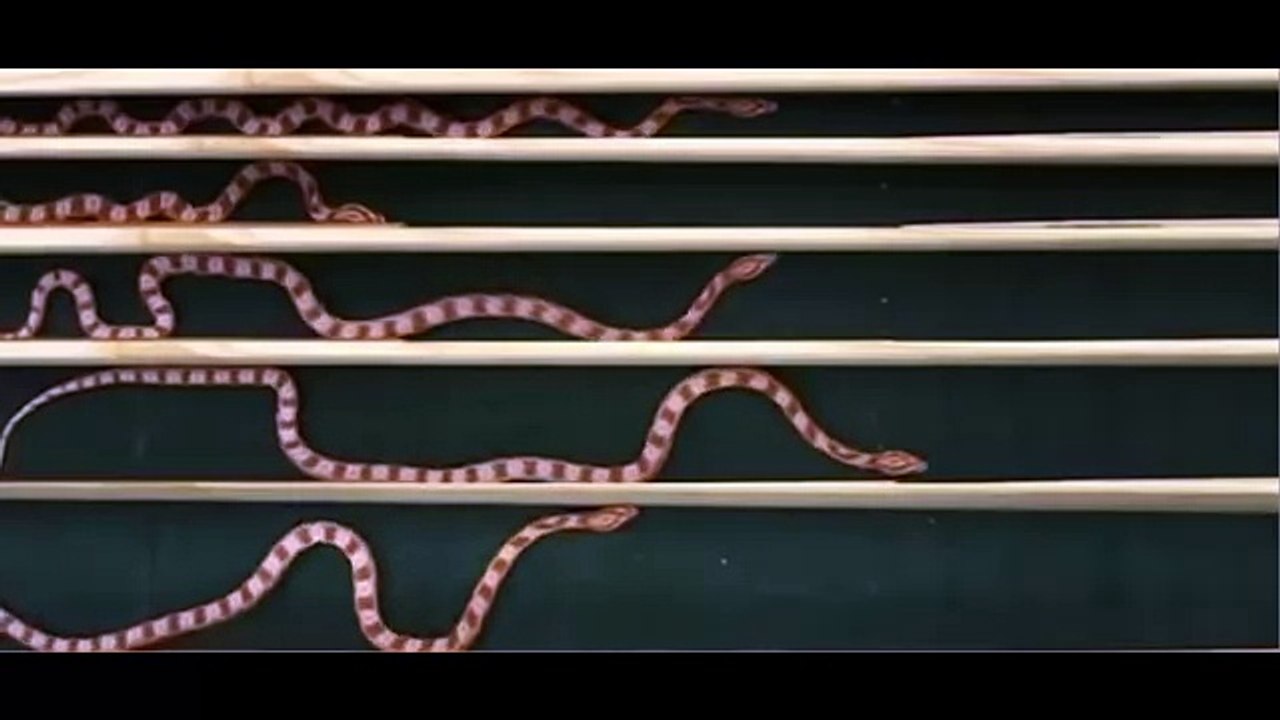 Как ползают Змеи, техника движения