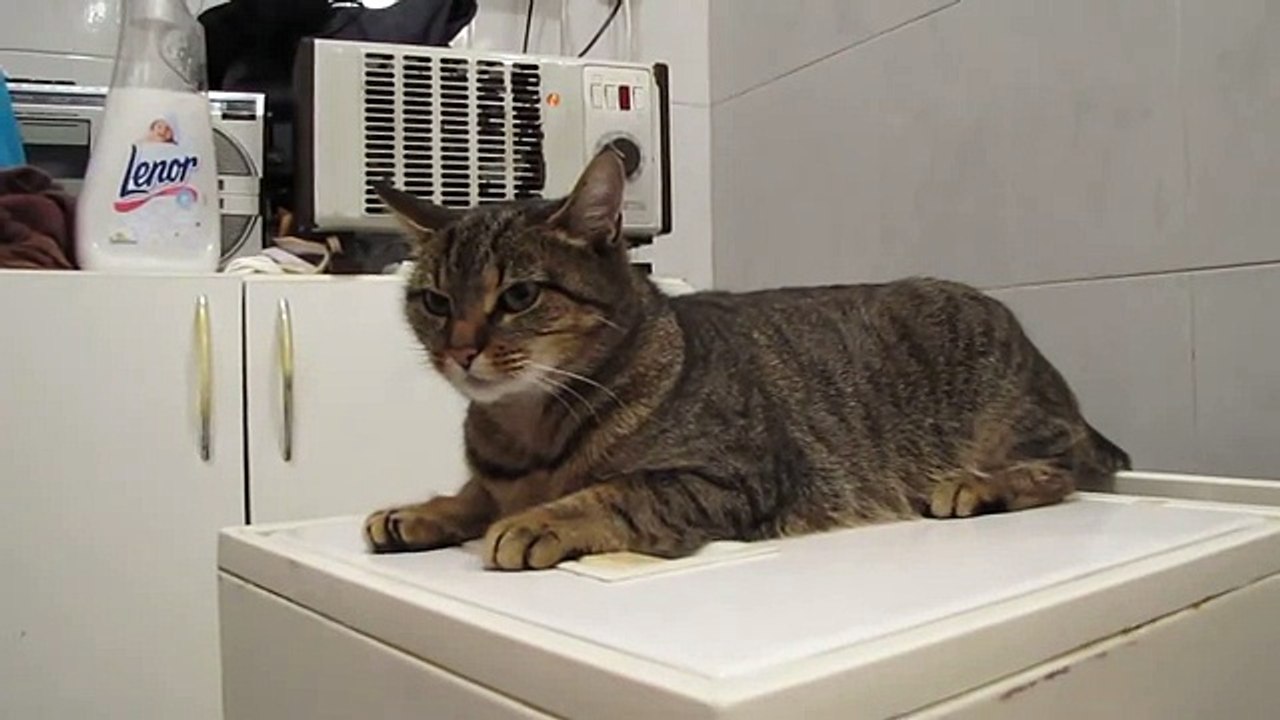 Кот проходит испытания на вибростенде, котик испытатель