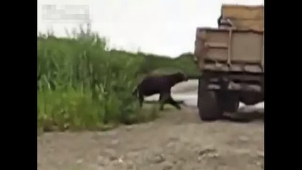 Наглый Медведь украл рыбу у мужиков