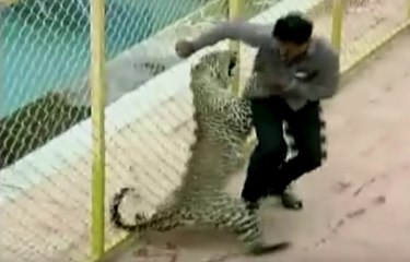 Escaped Leopard Attacks People At An Indian School