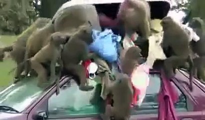 Обезьяний беспредел, стая обезьян обчистила машину