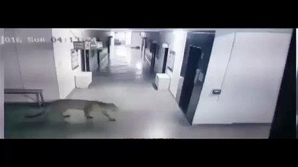 Leopard enters Bengaluru school, attacks people