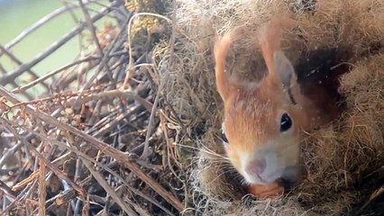 Самая милая Белочка с детенышем в  животноегнезде