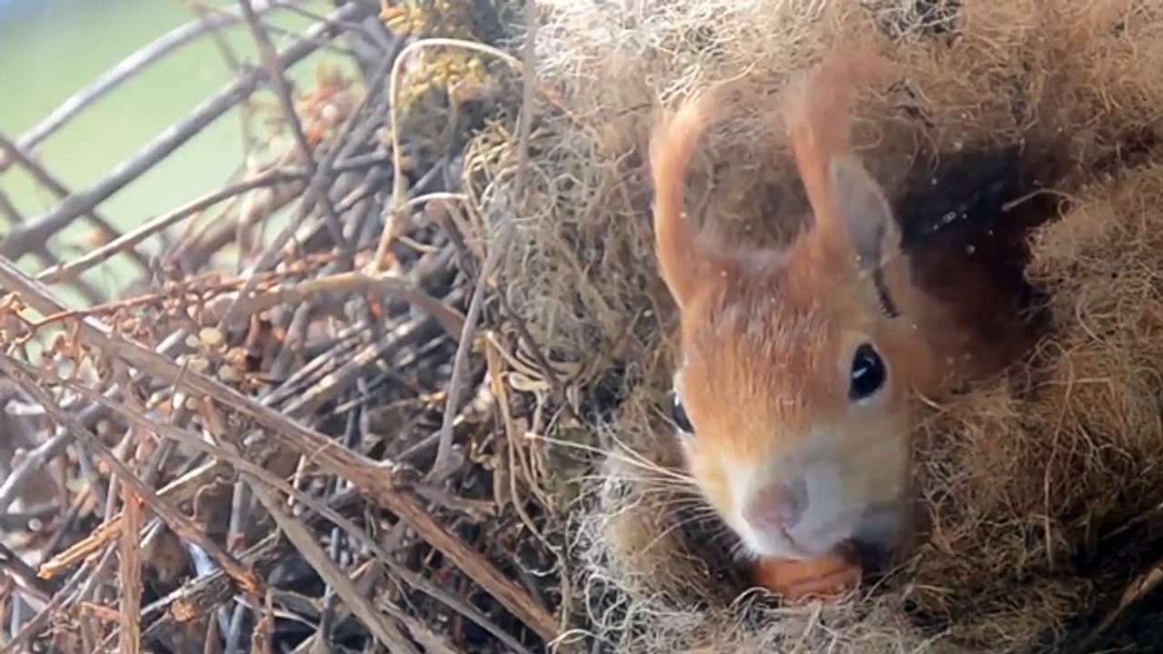 Самая милая Белочка с детенышем в  животноегнезде