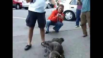 Самые прикольные Еноты, подборка милоты