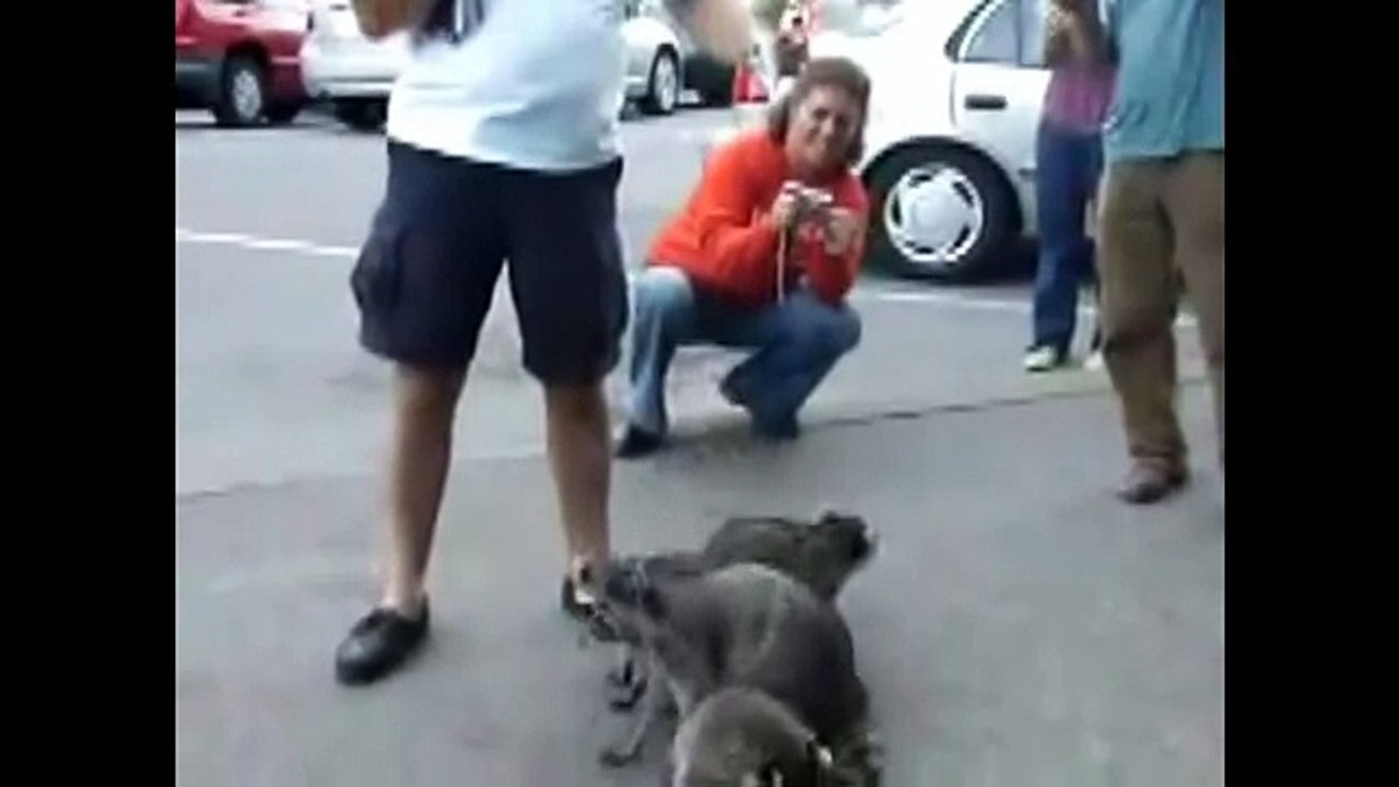 Самые прикольные Еноты, подборка милоты
