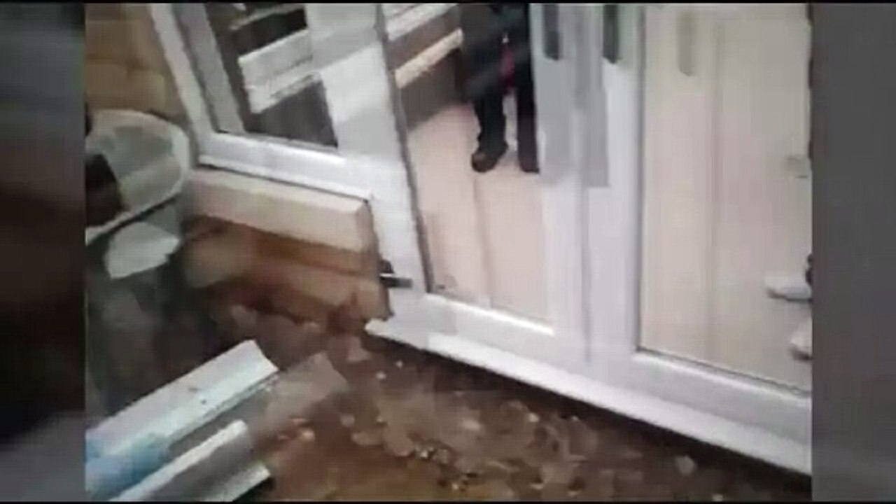 Сила привычки у собаки