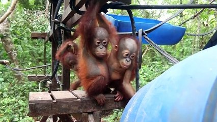 How do you prepare orangutans to go back into the wild