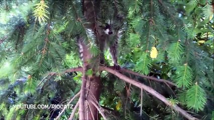 Веселые Еноты! Милая Видео Подборка 2015! Часть 2.