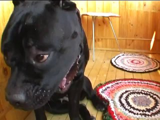 Говорящие собаки, оказывается бывают!