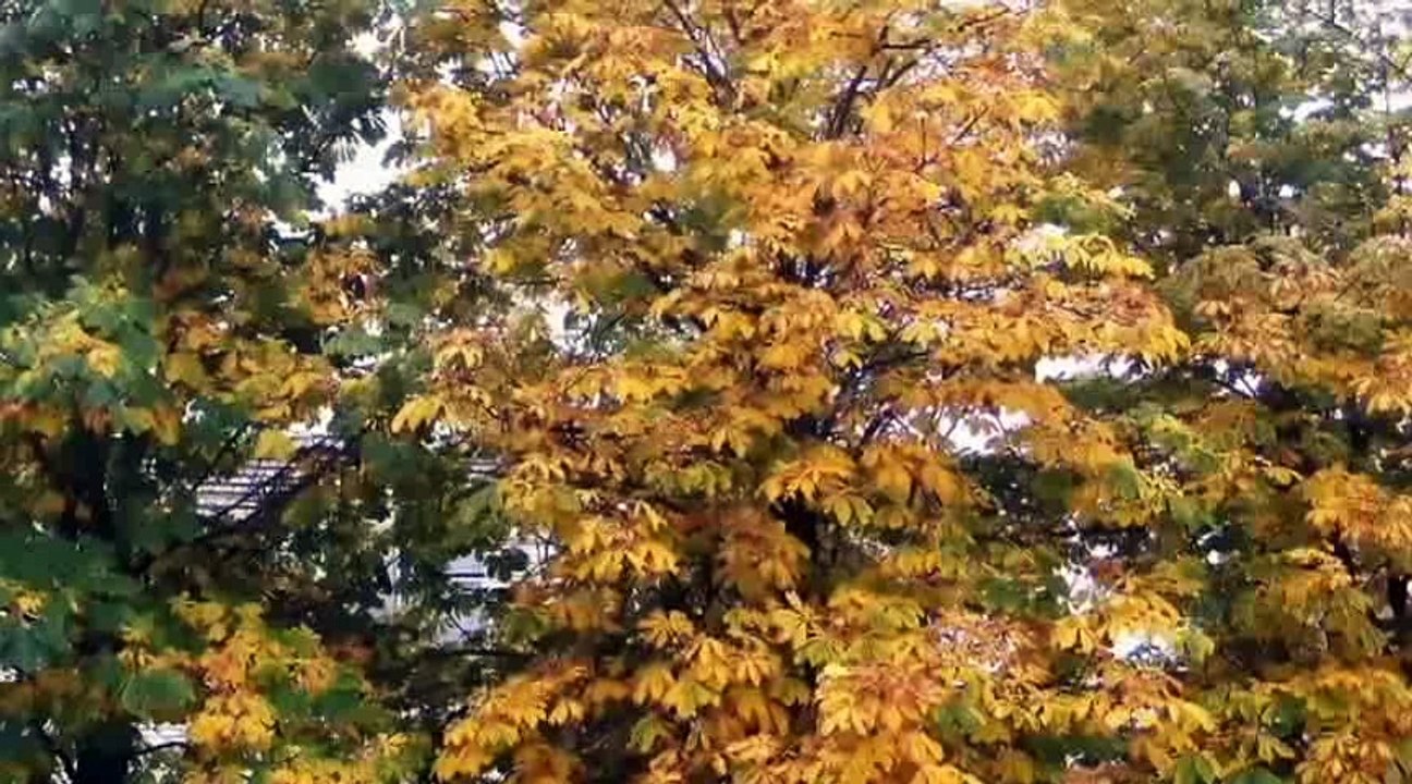 Школа - моя родина, мій дім