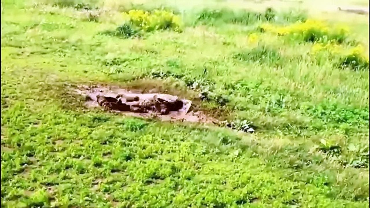 Собаки валяются в грязи как поросята