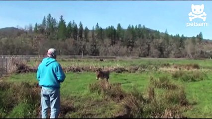 Angry goose goes on attack