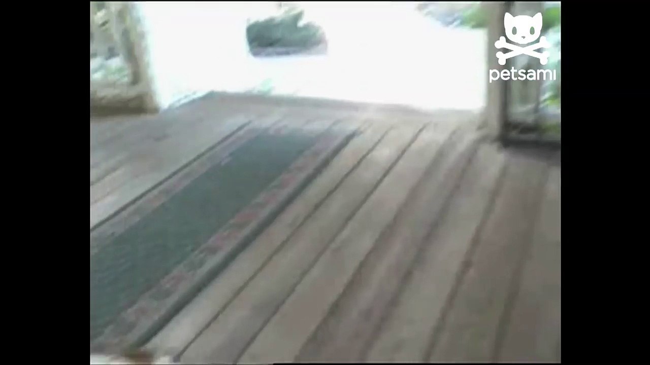 Barking bird makes a good watchdog