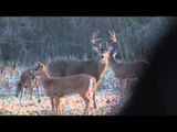 Whitetail Fix Presented by Bear Archery - Whitetail Fix Presented by Bear Archery