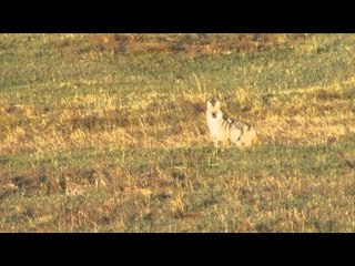 FOXPRO Furtakers - Coyote Rich