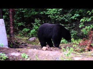 Where in the World is Colorado Buck  - Quebec Bears 2