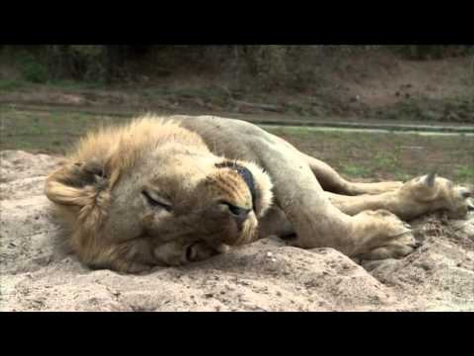Dallas Safari Clubs Tracks Across Africa - Zimbabwe Slam Pt 2