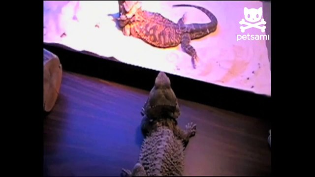 Dancing lizard puts on the moves