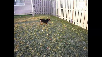 Decisive dog chases its own shadow