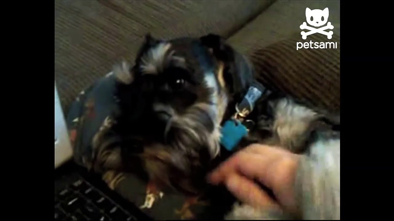 Demanding dog won't take no for an answer