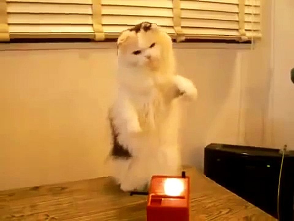Cat and antenna / Кот и антенна
