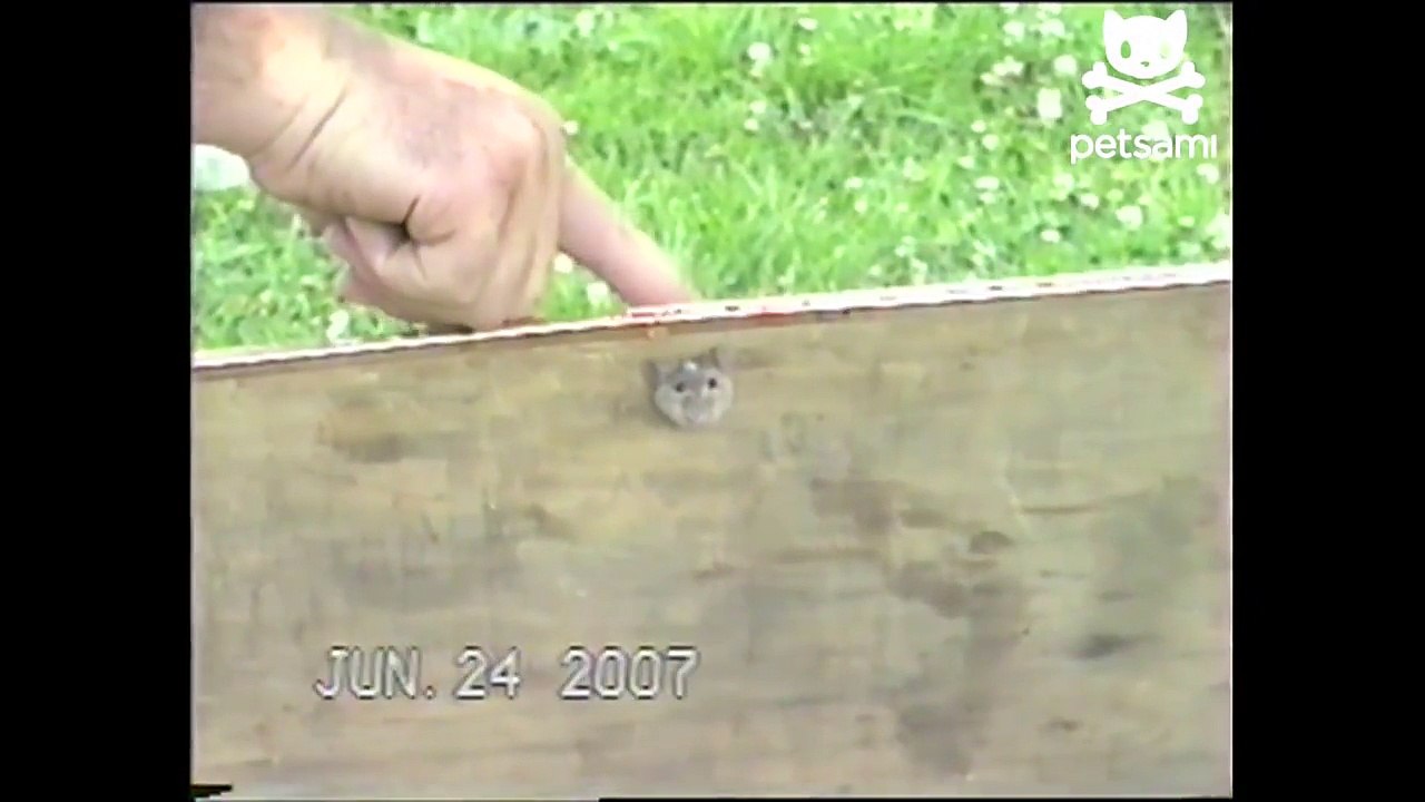 Heroic mouse rescue
