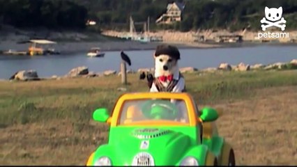 Incredible golfing dog hits the links