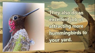 Using Glass Hummingbird Feeders To Attract More Hummingbirds