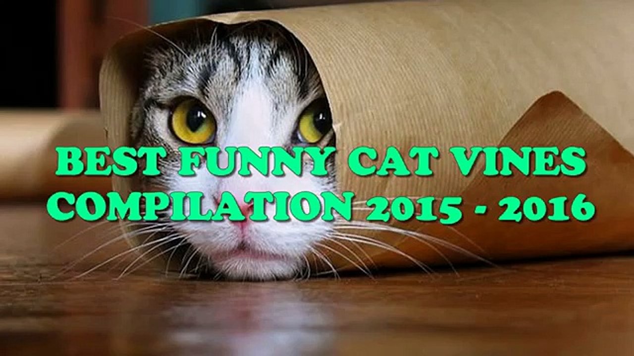 Best Funny Cat Videos Compilation 2015 2016 | Animal Vines (Funny Videos 720p)