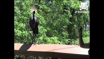 Mean bird pecks unsuspecting woman