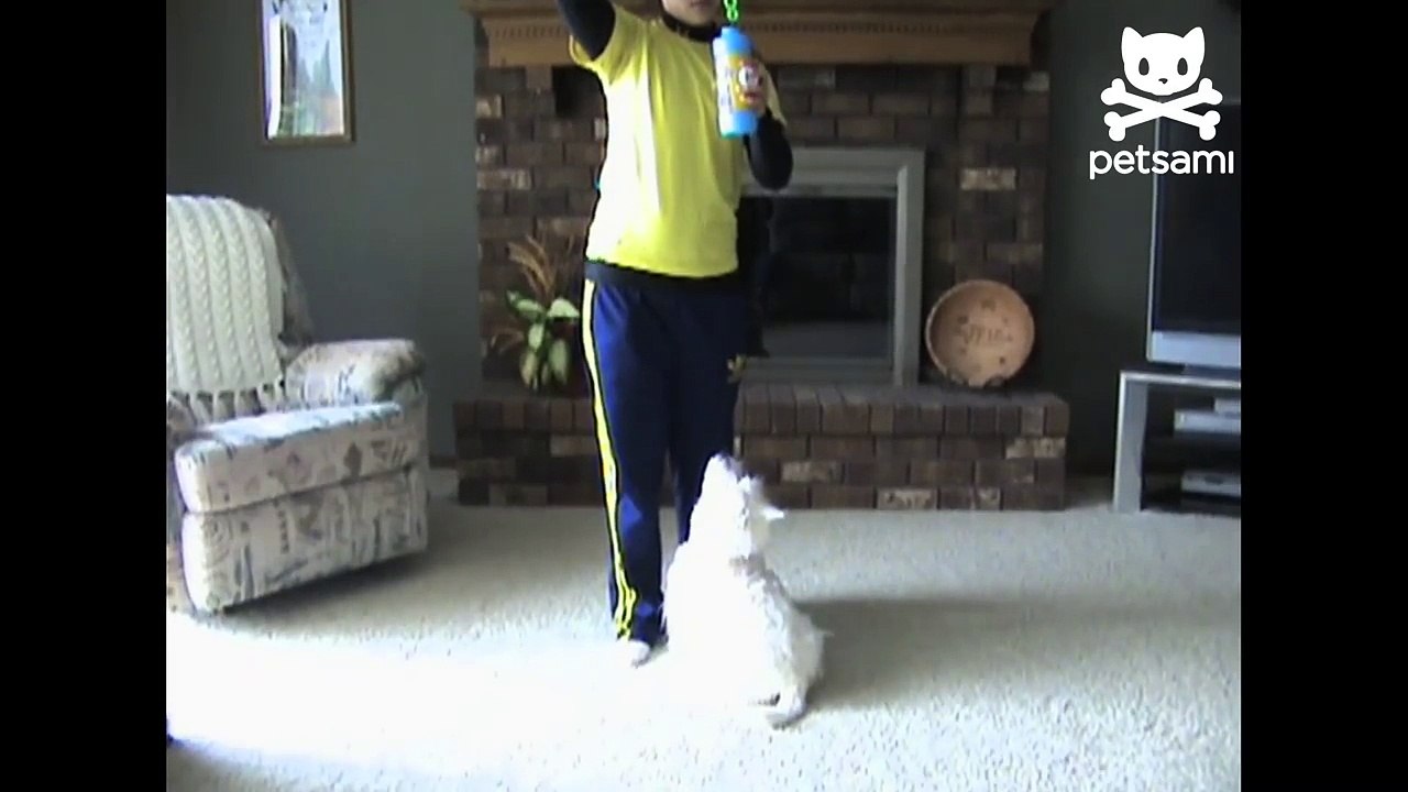 Playful puppy chases bubbles