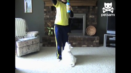 Playful puppy chases bubbles