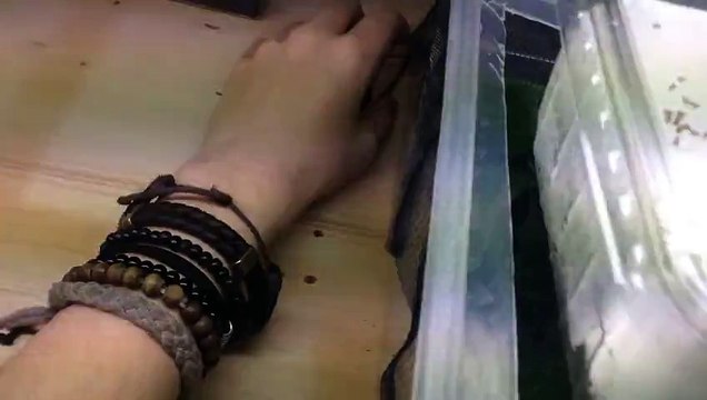 Cet homme se fait attaquer la main par une araignée géante !