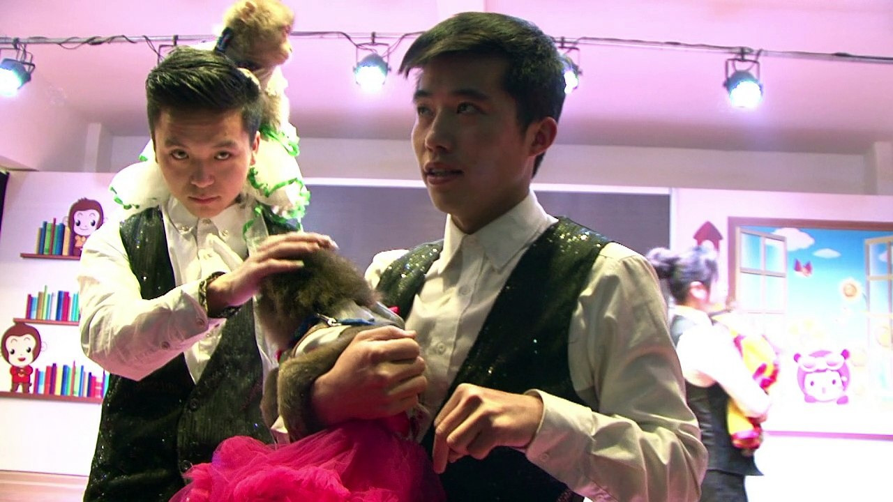 Affen-Dressur in China im Fokus von Tierschützern