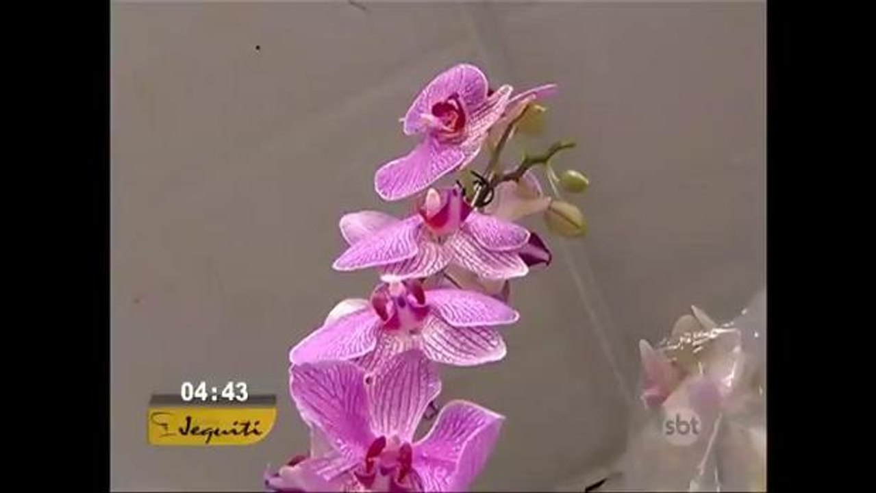 Manaus recebe plantas que viajaram quatro mil quilômetros