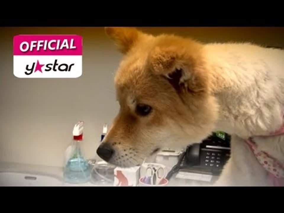 [펫 스토리 Pet Story] eps 4 "아기 고양이 좌충우돌 동거기 & 마음이와...