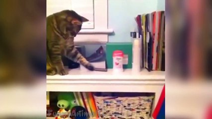Top 100 Funny Animals Vines 2015 - Vine compilation - Best Viners