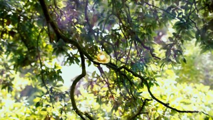 Kozmos: Bir Uzay Serüveni  2.Bölüm